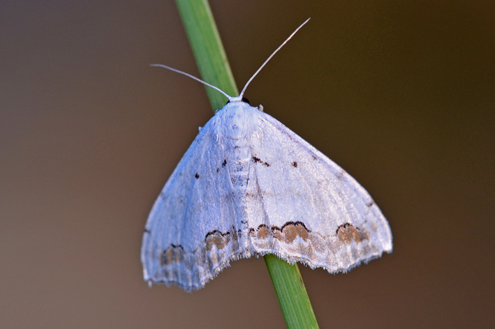 Farfallina da determinare - Scopula (Scopula) ornata, Geometridae
