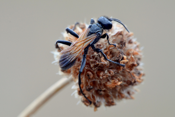 Sphecidae:  Prionyx subfuscatus (cfr.)