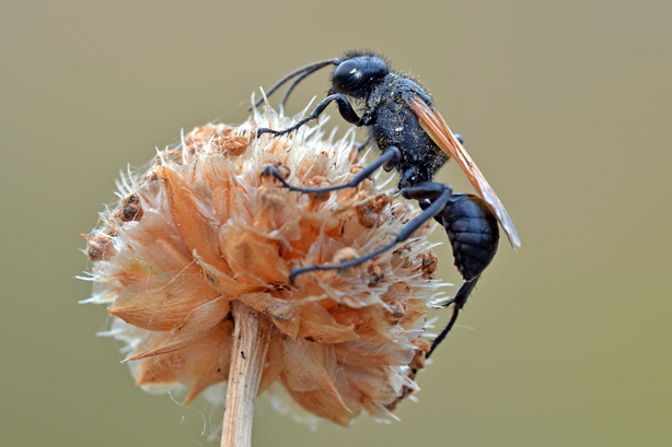 Sphecidae:  Prionyx subfuscatus (cfr.)