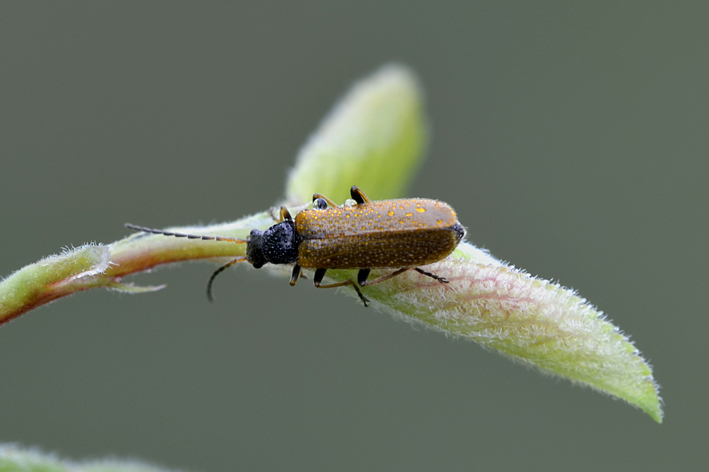 Cantharidae: Rhagonycha fuscitibia