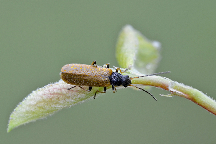 Cantharidae: Rhagonycha fuscitibia