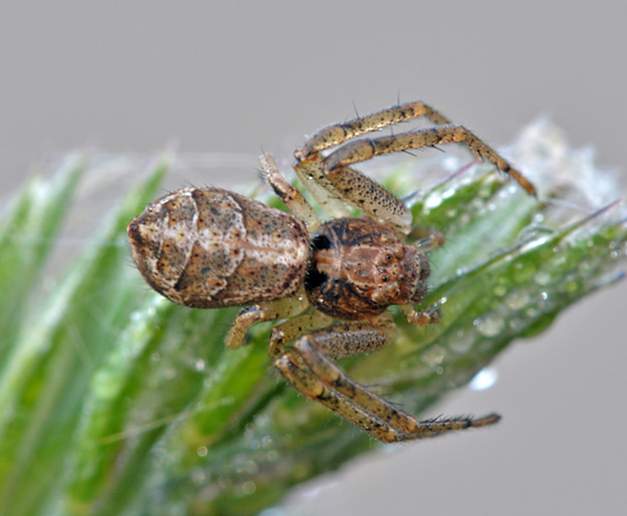 Tmarus sp -  Parco del Ticino (Vigevano, PV)