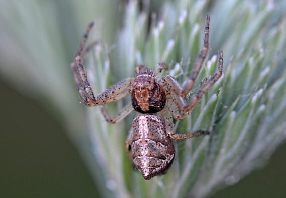 Tmarus sp -  Parco del Ticino (Vigevano, PV)