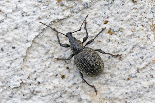 Curculionidae da determinare ....Otiorhynchus cfr. pseudonotus