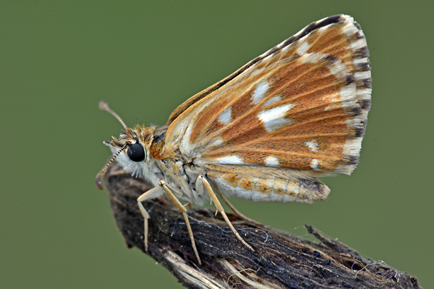 Pyrgus:  Pyrgus malvoides - Hesperiidae
