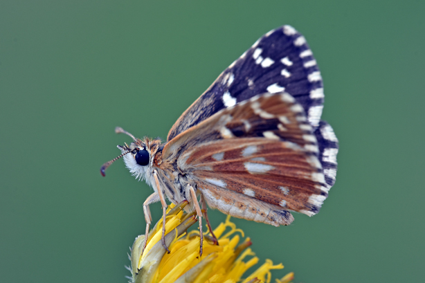 Pyrgus:  Pyrgus malvoides - Hesperiidae