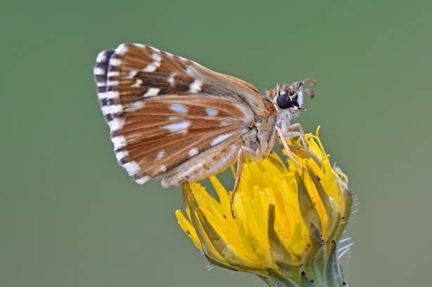 Pyrgus:  Pyrgus malvoides - Hesperiidae