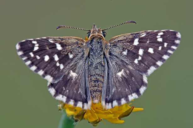 Pyrgus:  Pyrgus malvoides - Hesperiidae