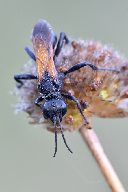 Sphecidae: Prionyx subfuscatus, maschio.