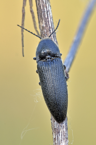 Elateridae: Melanotus punctolineatus (cfr.)