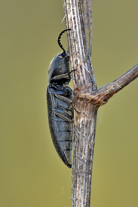 Elateridae: Melanotus punctolineatus (cfr.)