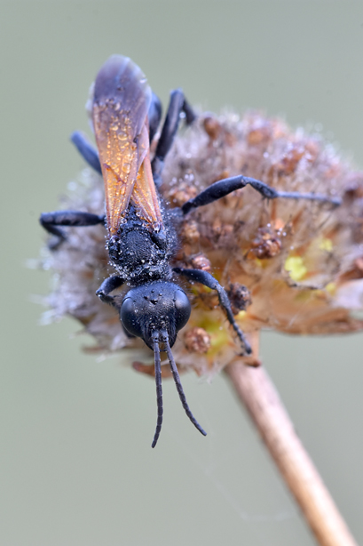 Sphecidae: Prionyx subfuscatus?? S, maschio.