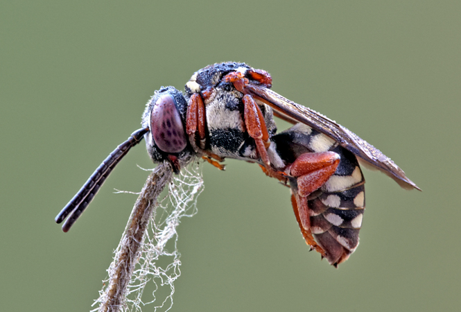 Apidae Anthophorinae