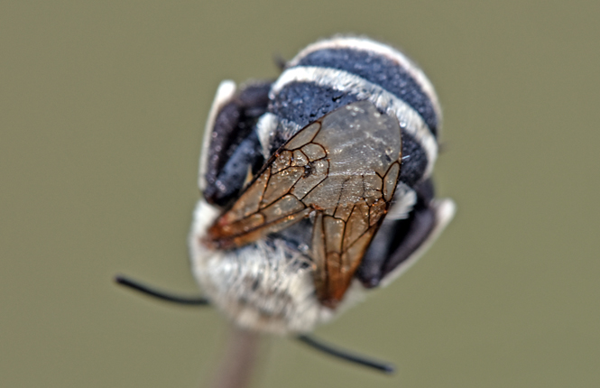 Amegilla sp. (Apidae Anthophorinae)