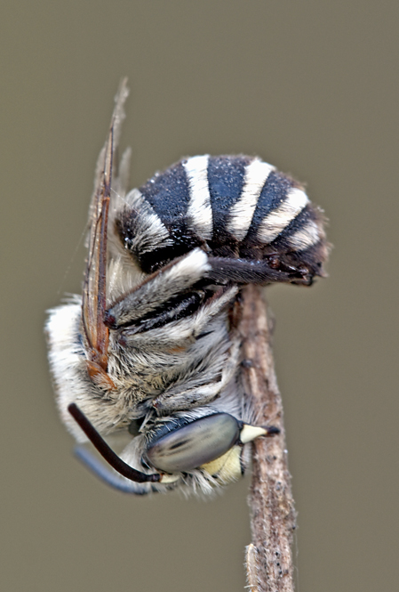 Amegilla sp. (Apidae Anthophorinae)