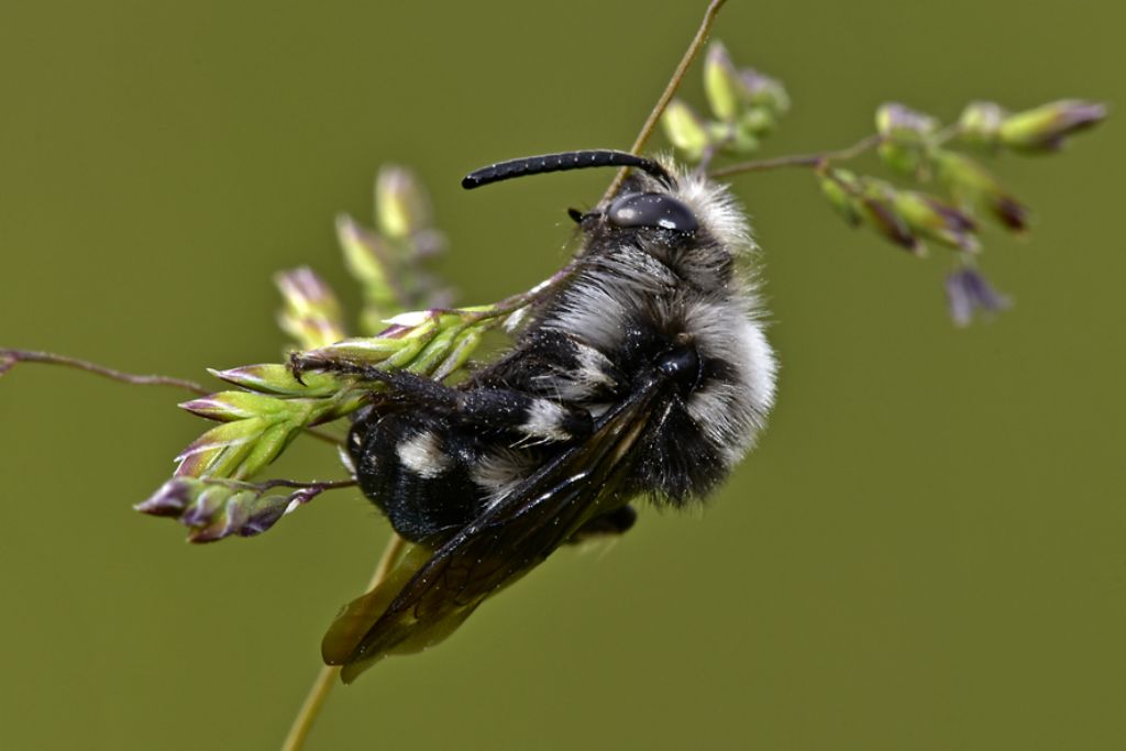 Apidae Anthophorinae:  Melecta sp. (cfr.)