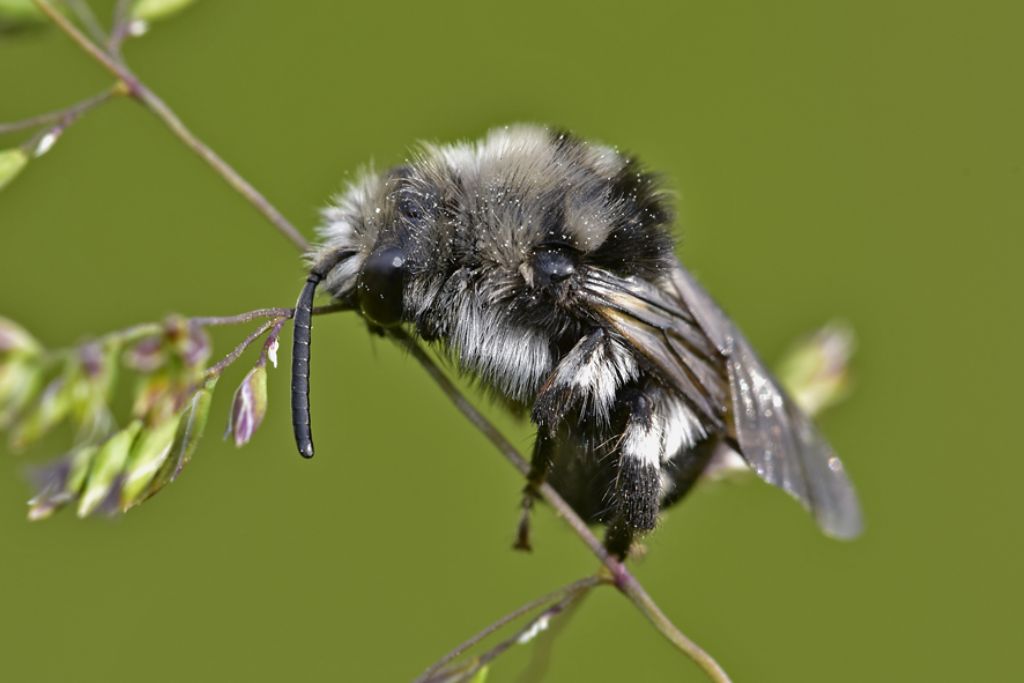 Apidae Anthophorinae:  Melecta sp. (cfr.)
