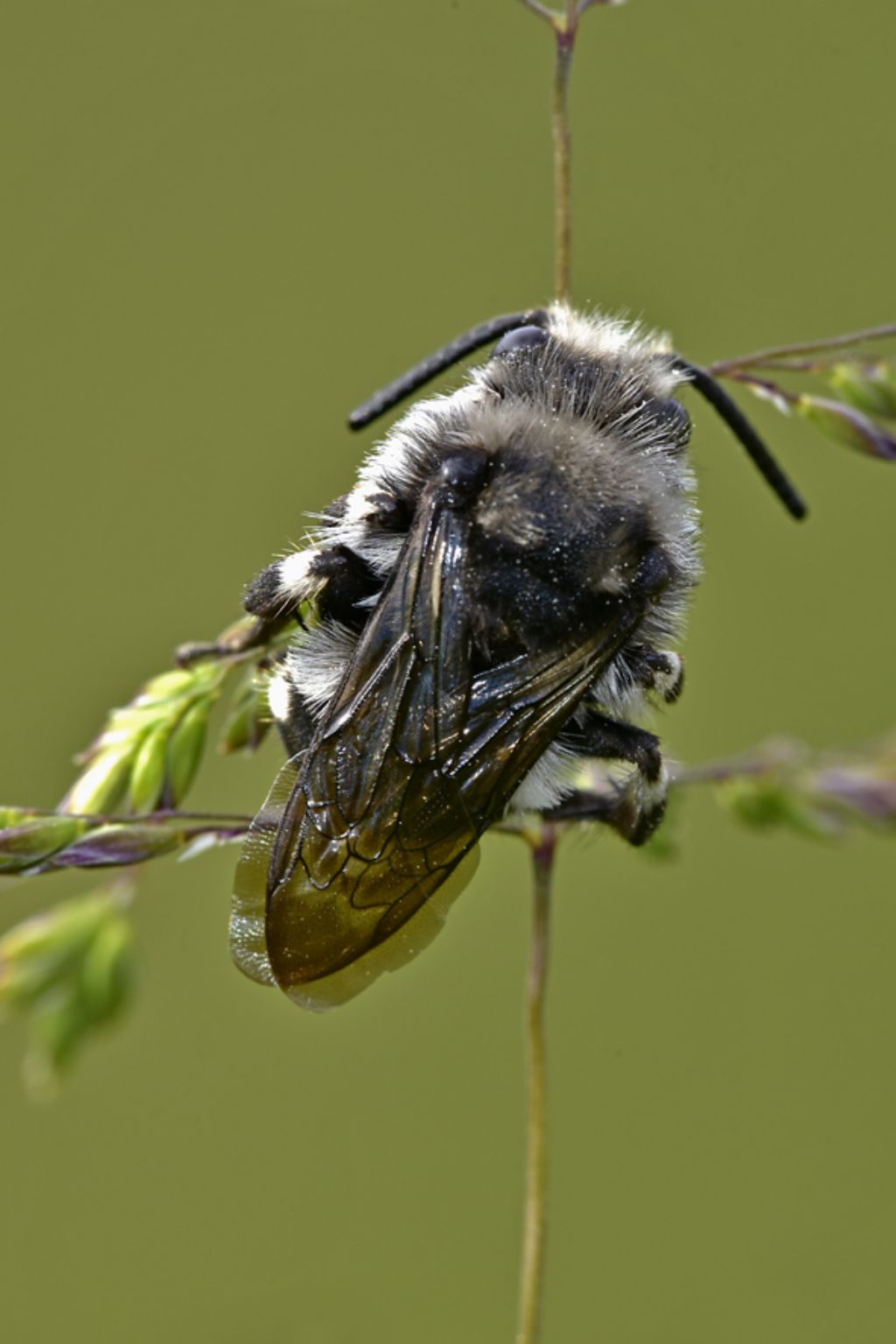 Apidae Anthophorinae:  Melecta sp. (cfr.)