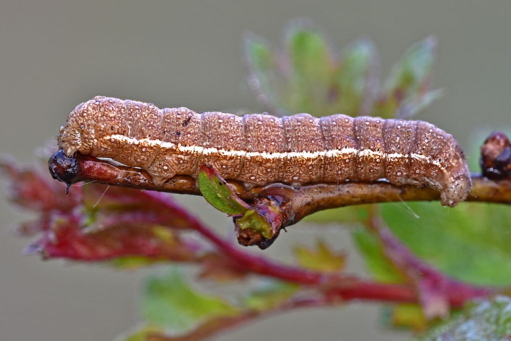 Bruco da determinare: Agrochola sp. - Noctuidae