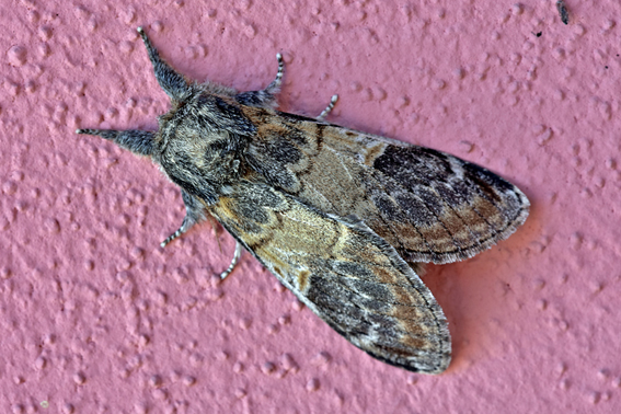 Notodonta tritophus (Notodontidae)