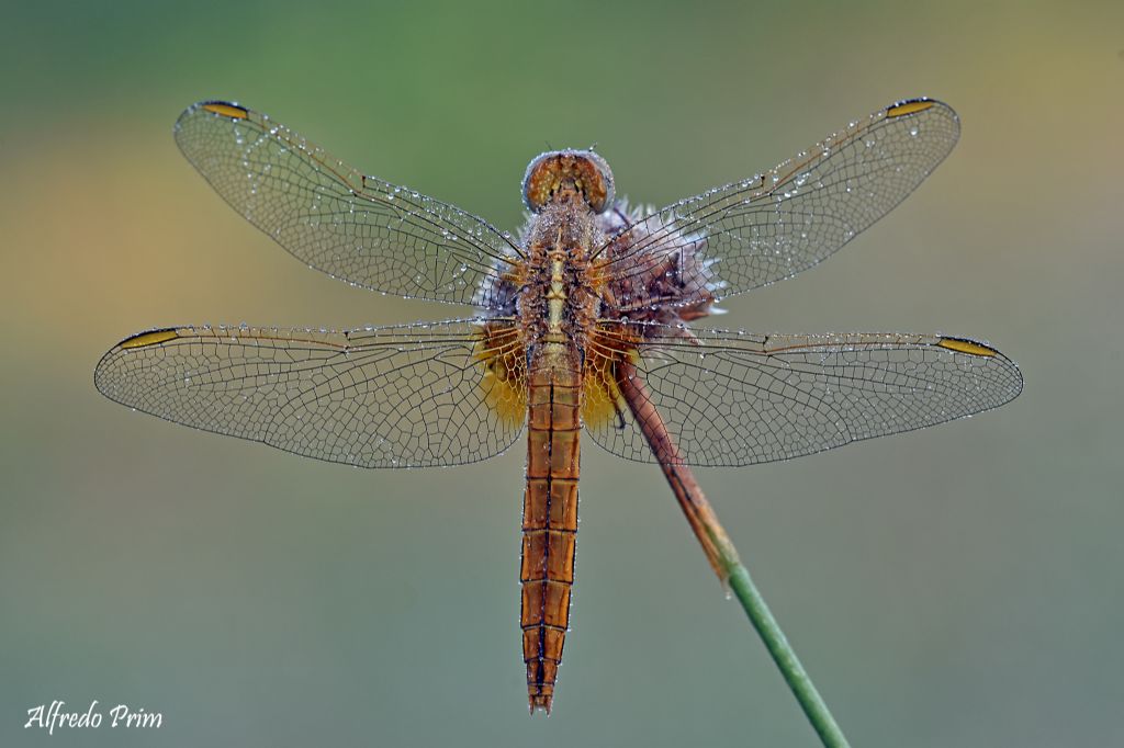 E'' un Sympetrum fonscolombi ?? no, una femmina di Crocothemis erythraea