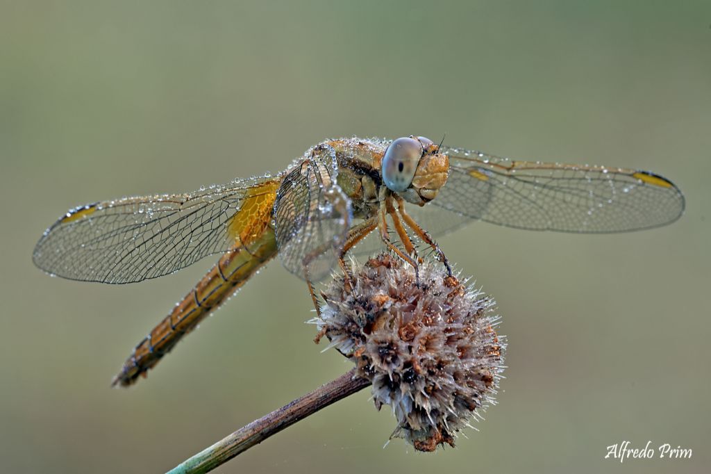 E'' un Sympetrum fonscolombi ?? no, una femmina di Crocothemis erythraea