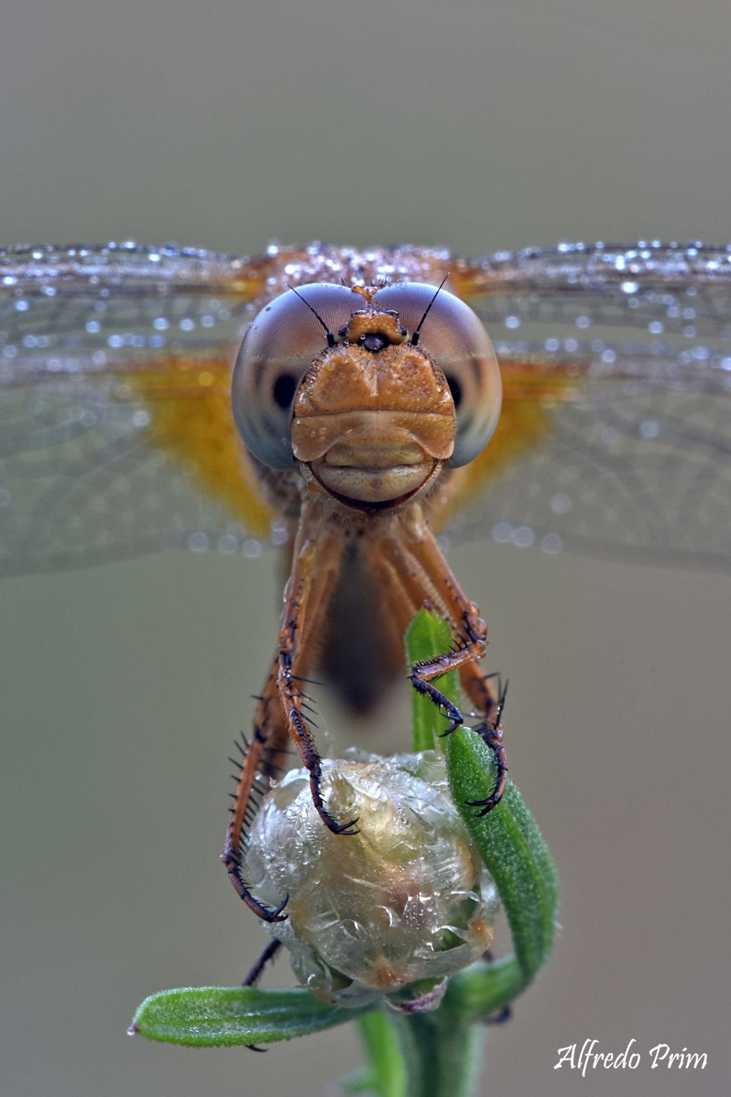 E'' un Sympetrum fonscolombi ?? no, una femmina di Crocothemis erythraea