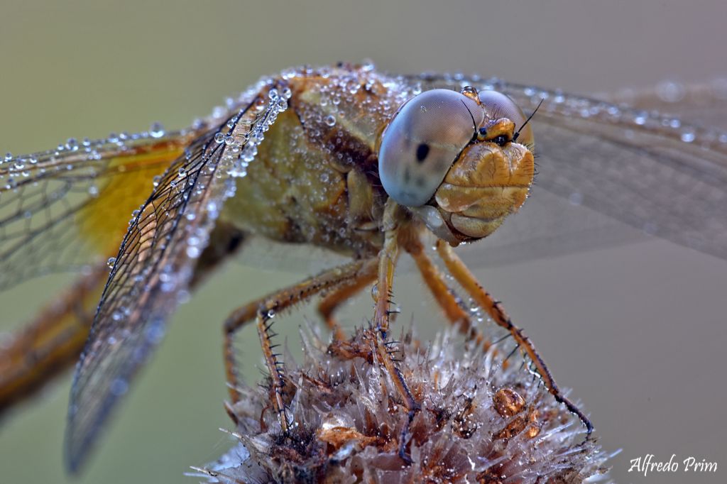 E'' un Sympetrum fonscolombi ?? no, una femmina di Crocothemis erythraea