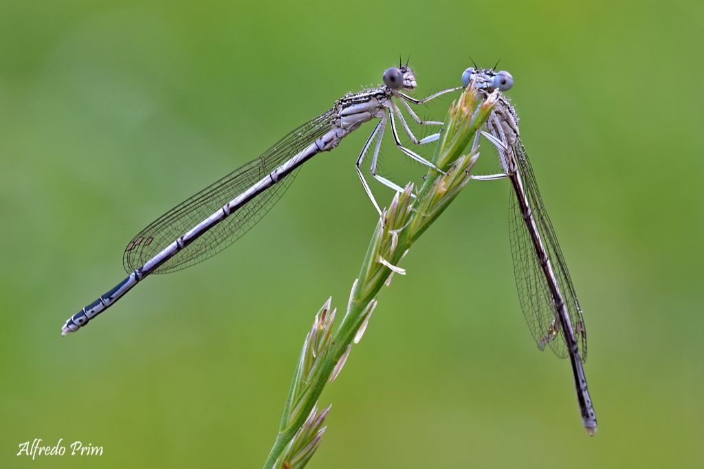 Coenagrionidi da determinare... no, Platycnemis pennipes