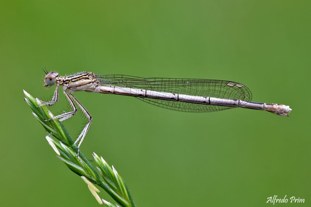 Coenagrionidi da determinare... no, Platycnemis pennipes