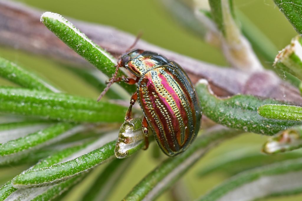 Chrysomelidae: Chrysolina americana