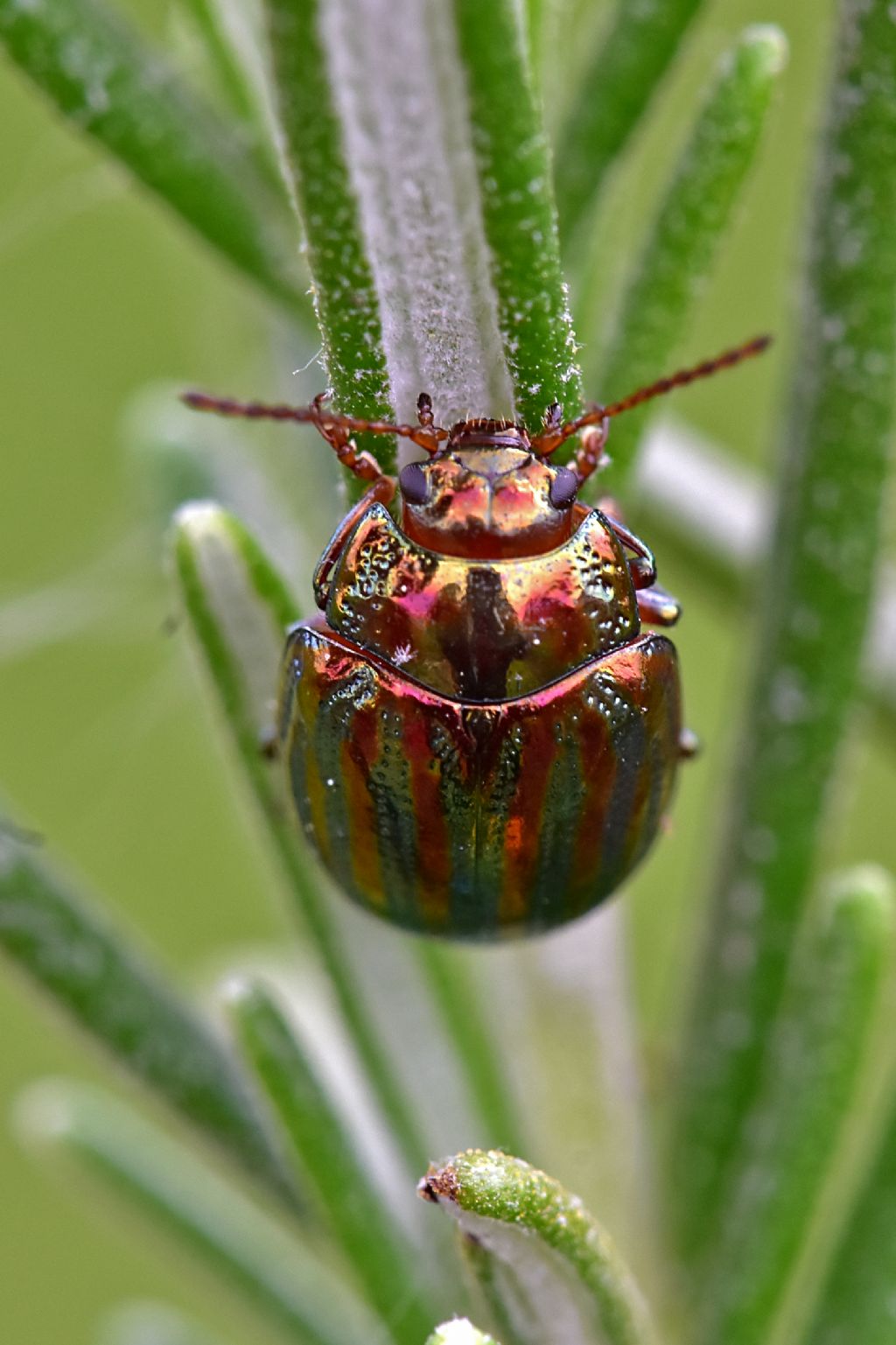 Chrysomelidae: Chrysolina americana