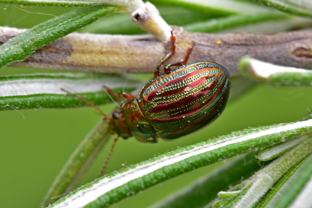 Chrysomelidae: Chrysolina americana