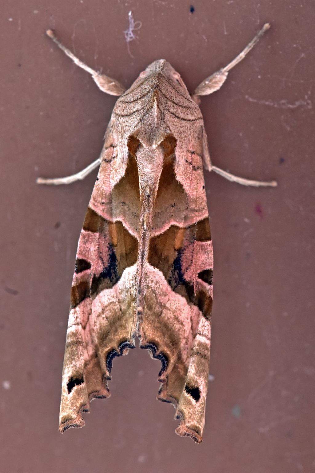Phlogophora meticulosa - Noctuidae
