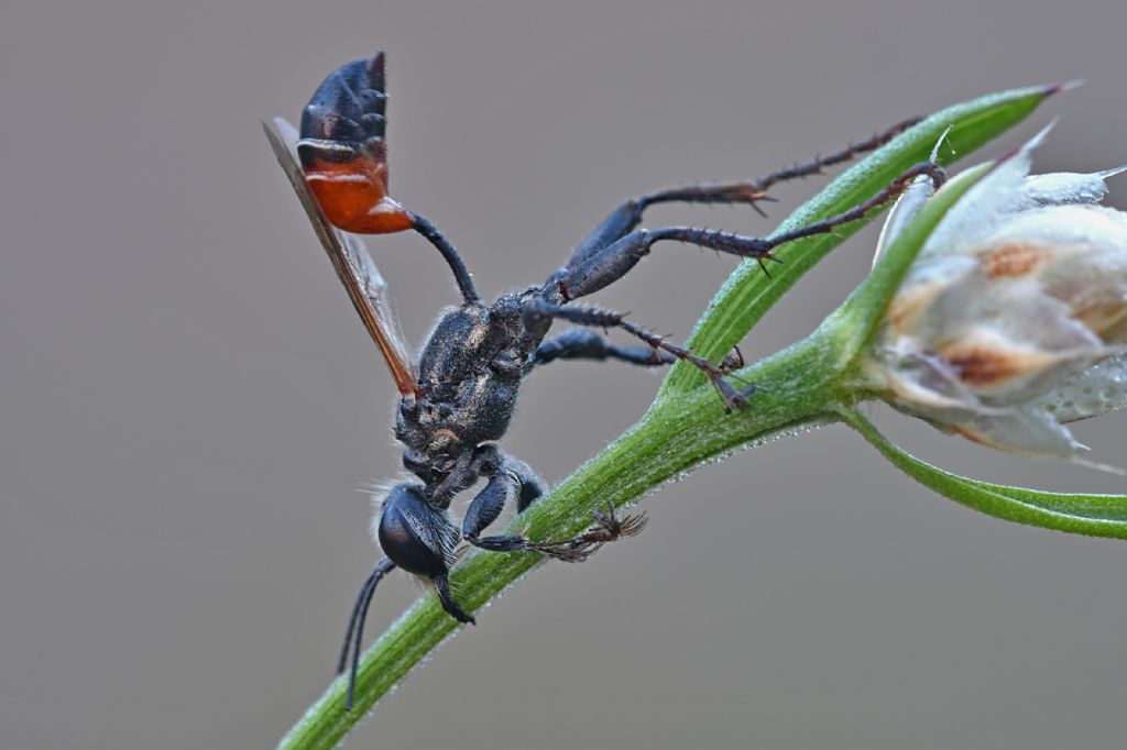 Sphecidae: Prionyx kirbii ? S, e Prionyx subfuscatus