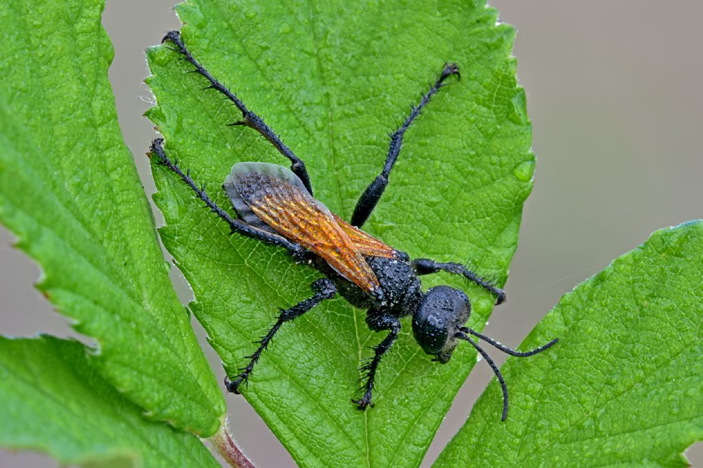 Sphecidae: Prionyx kirbii ? S, e Prionyx subfuscatus