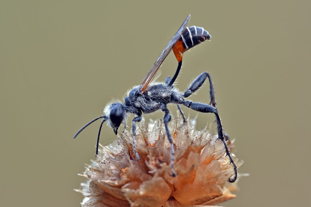 Sphecidae: Prionyx kirbii ? S, e Prionyx subfuscatus