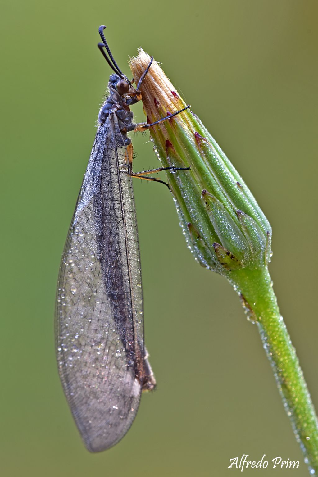 Myrmeleontidae ?  S, Myrmeleon  sp.