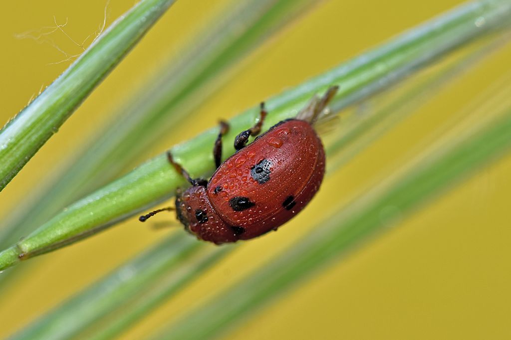 Chrysomelidae: Gonioctena fornicata