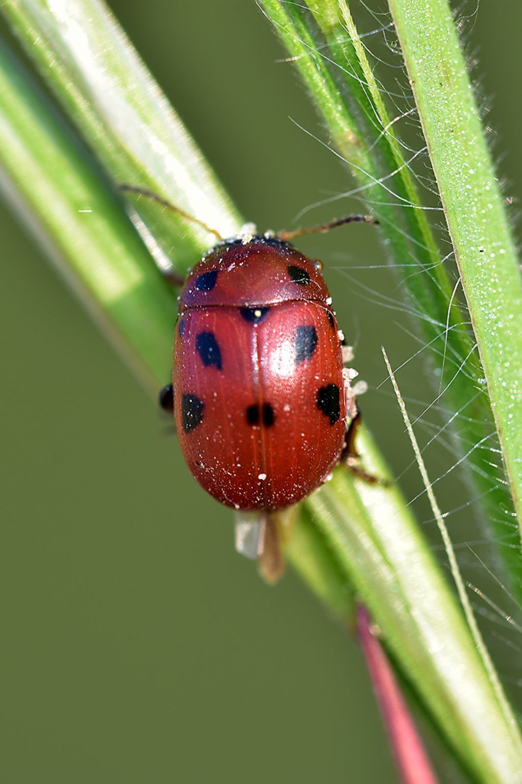 Chrysomelidae: Gonioctena fornicata