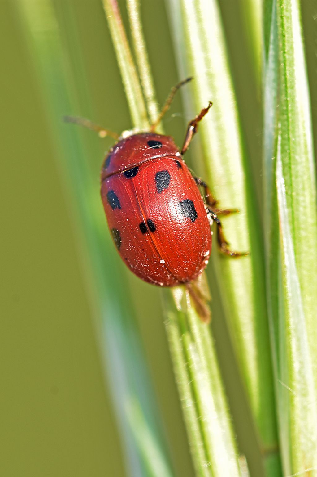 Chrysomelidae: Gonioctena fornicata