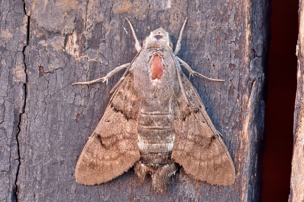 Macroglossum stellatarum - Sphingidae