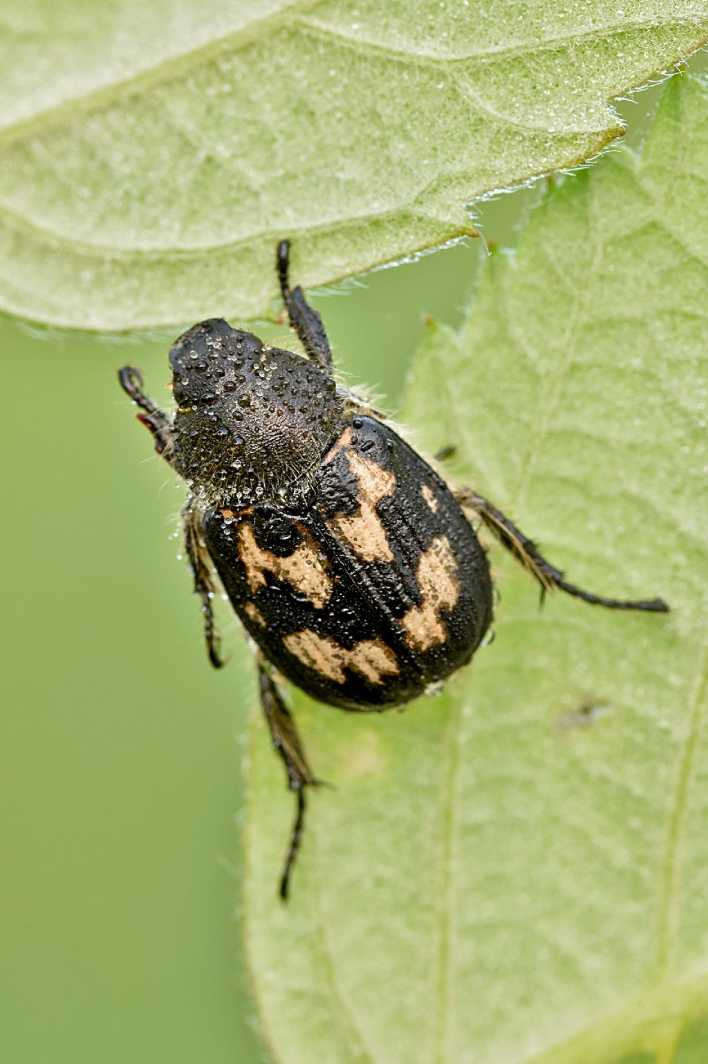 Rutelidae: Exomala campestris