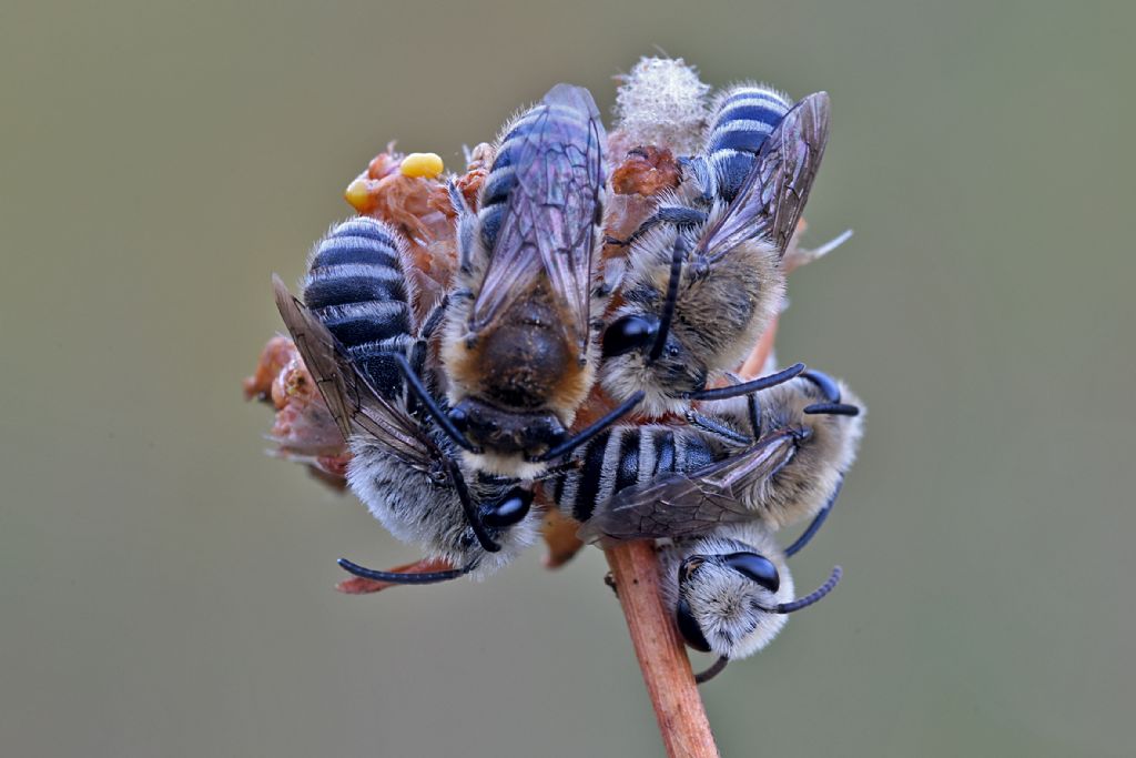 Apidae Colletinae: Colletes sp.