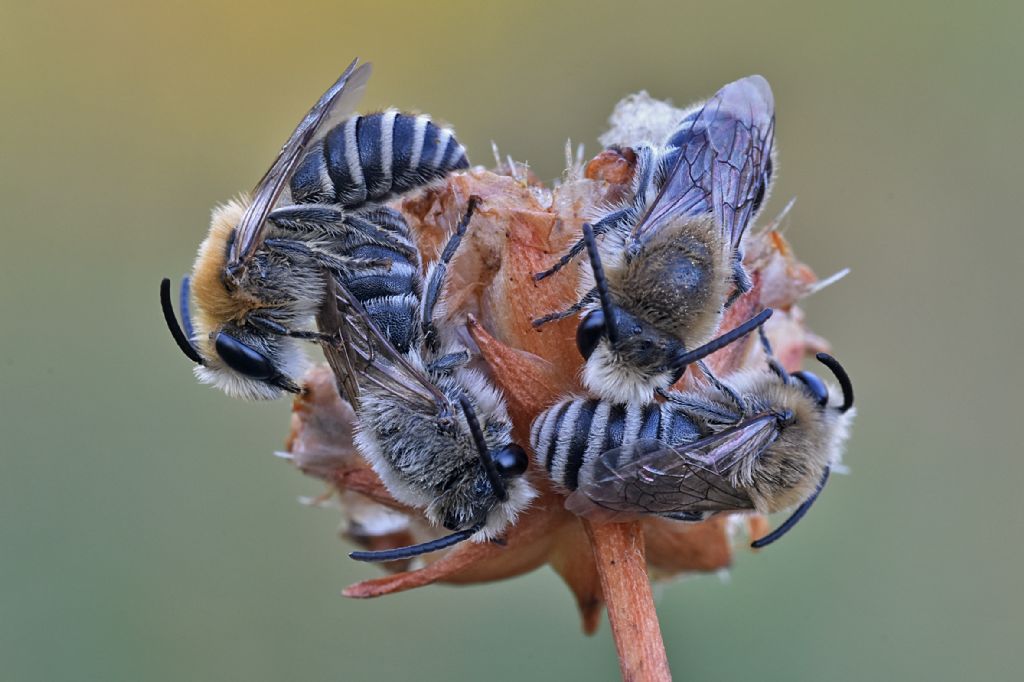 Apidae Colletinae: Colletes sp.