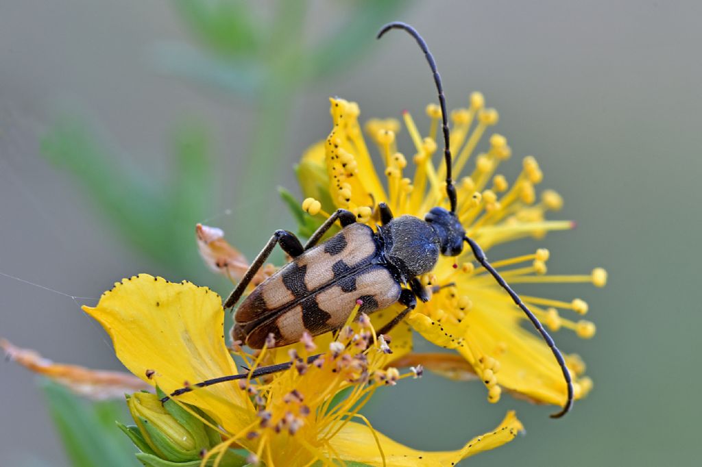 Cerambycidae: Pachytodes erraticus, maschio