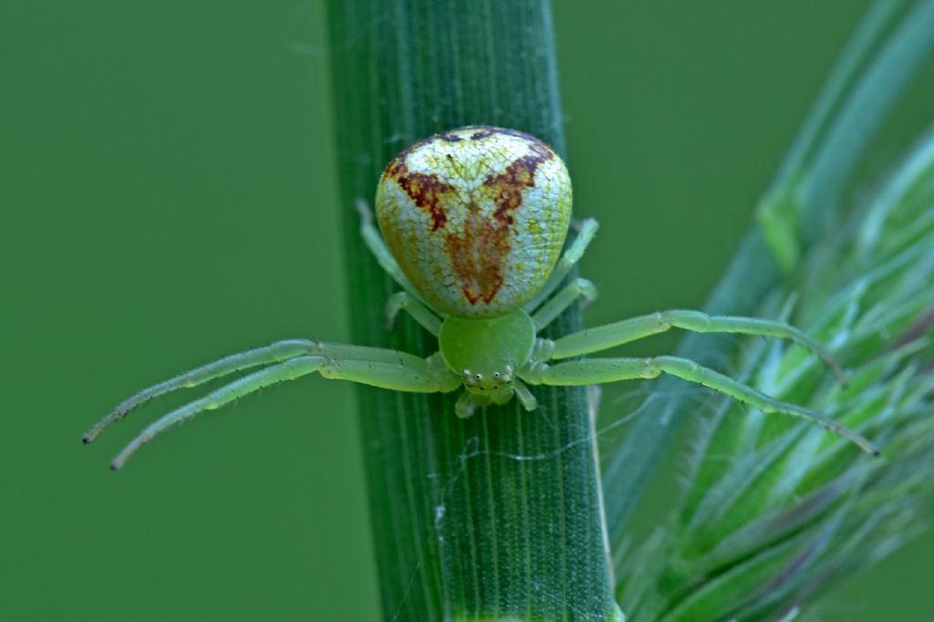 Ebrechtella tricuspidata, femmina  - Vigevano (PV)