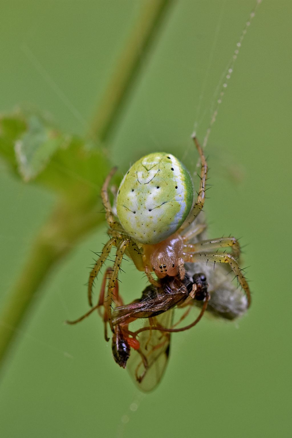 Araniella sp. - Civasco (VC)