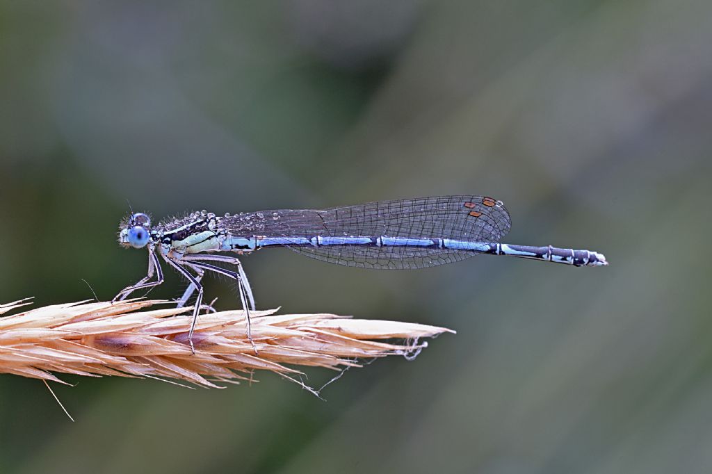 Platycnemis pennipes ?  S