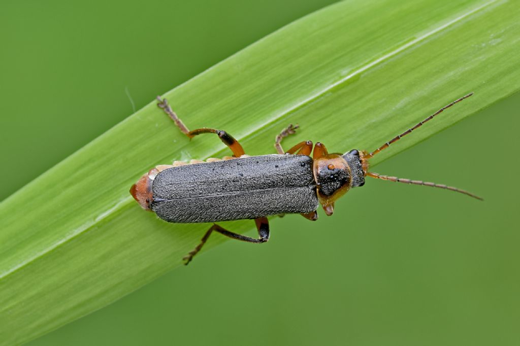 Cantharidae: Cantharis nigricans